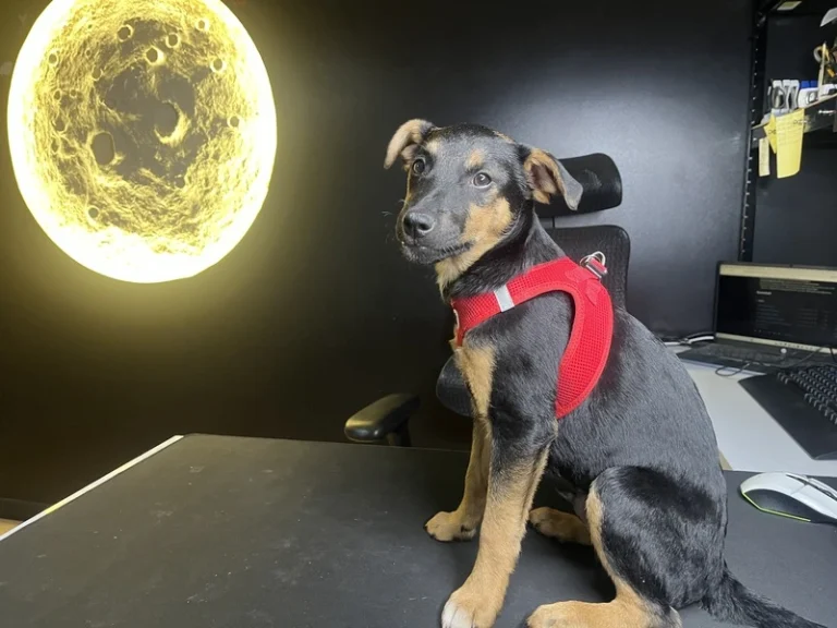 Read more about the article Piksel dołącza do LunarTech – kilka słów o adopcji, psiej wdzięczności i nowym członku zespołu
