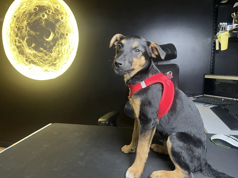 You are currently viewing Piksel dołącza do LunarTech – kilka słów o adopcji, psiej wdzięczności i nowym członku zespołu