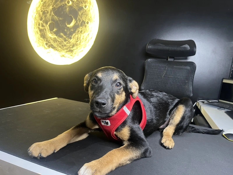 Piksel nowy członek LunarTech Serwis